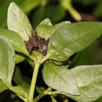 Mirabilis jalapa L.